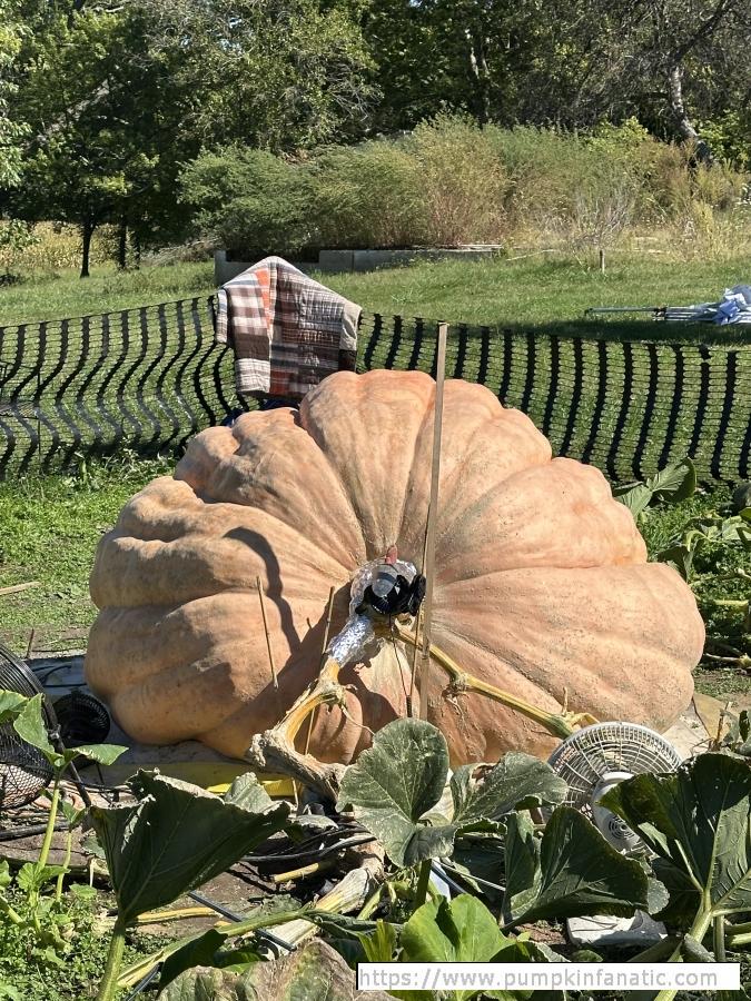 Largest Pumpkin in Ohio